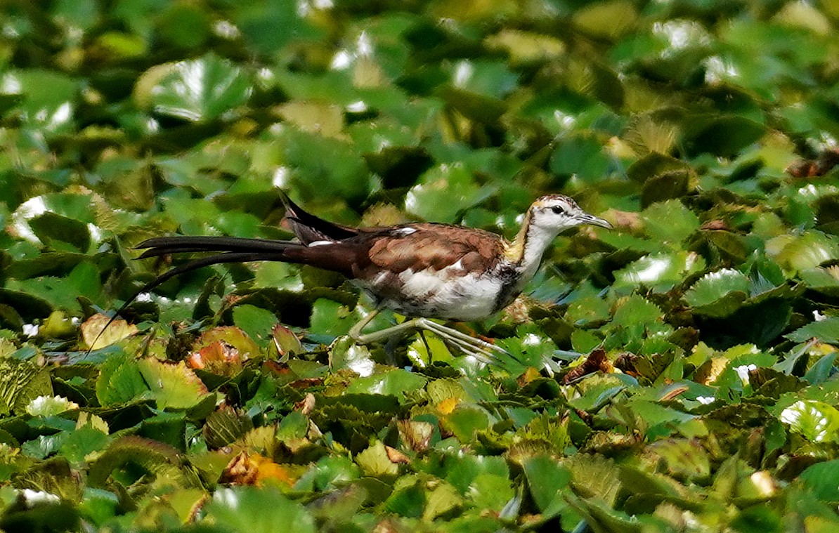 Pheasant-tailed Jacana - ML642099198
