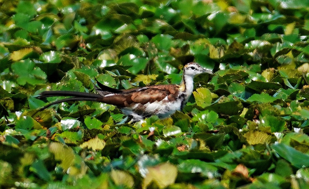 Pheasant-tailed Jacana - ML642099220