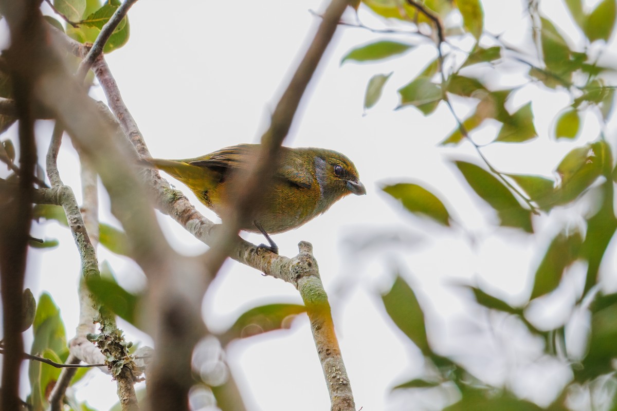 Green-throated Euphonia - ML642099231