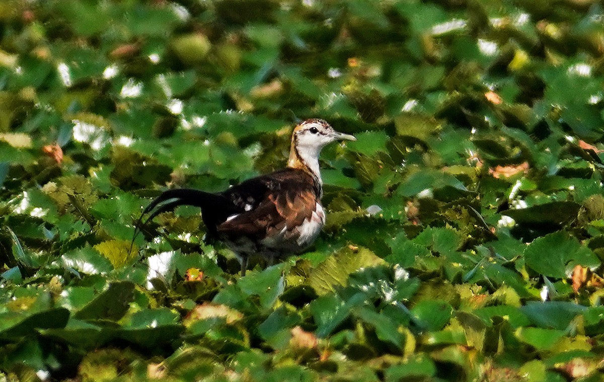 Pheasant-tailed Jacana - ML642099233