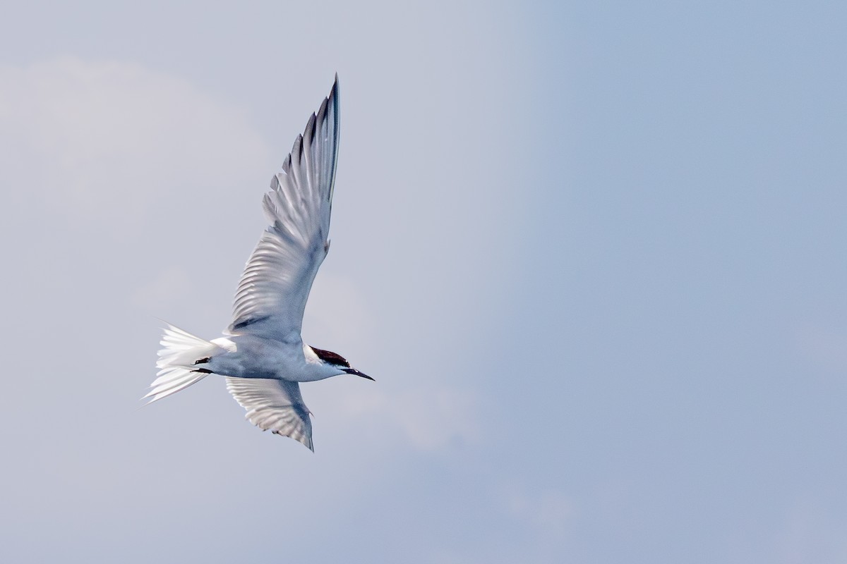 Common Tern - ML642099237