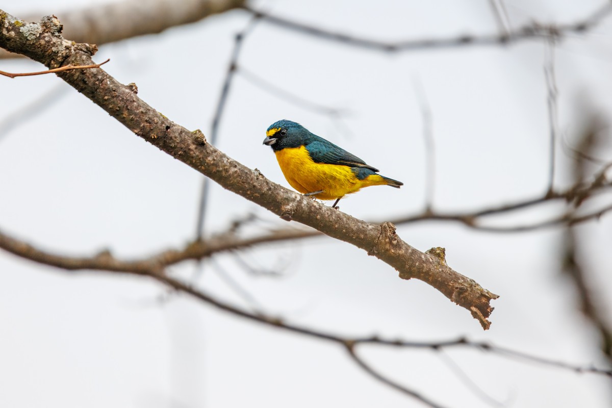 Green-throated Euphonia - ML642099267