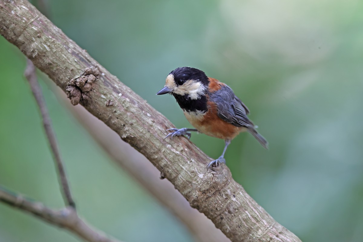 Varied Tit - ML642099280
