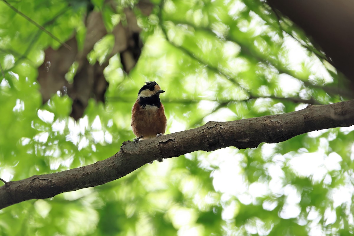 Varied Tit - ML642099282