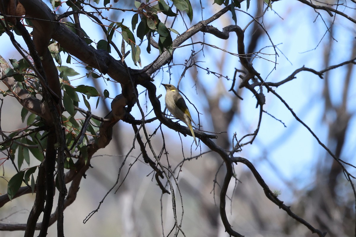 Fuscous Honeyeater - ML642099291