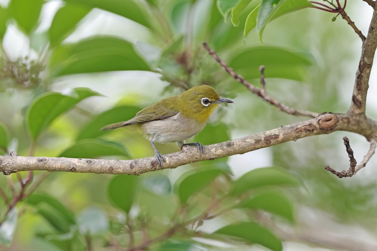 Warbling White-eye - ML642099294