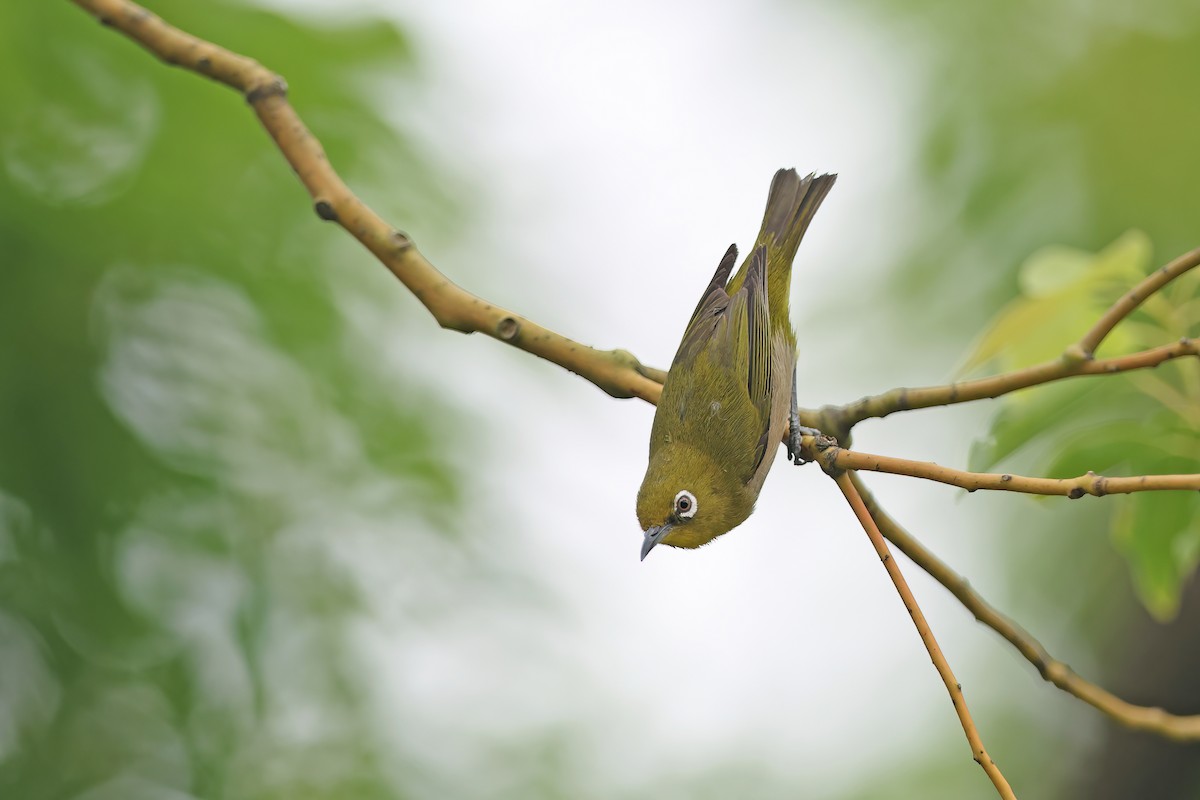 Warbling White-eye - ML642099295