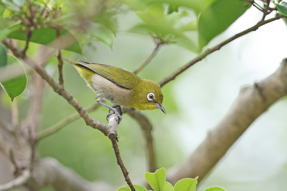 Warbling White-eye - ML642099296