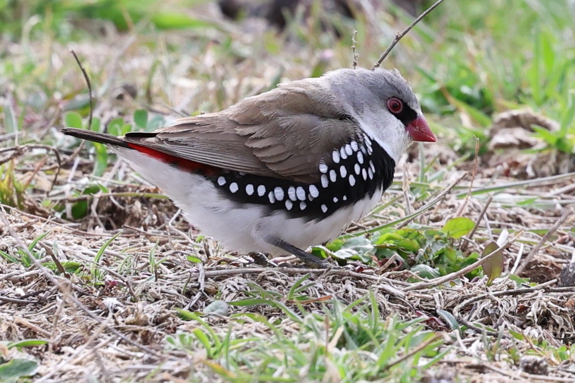 Diamond Firetail - ML642099297