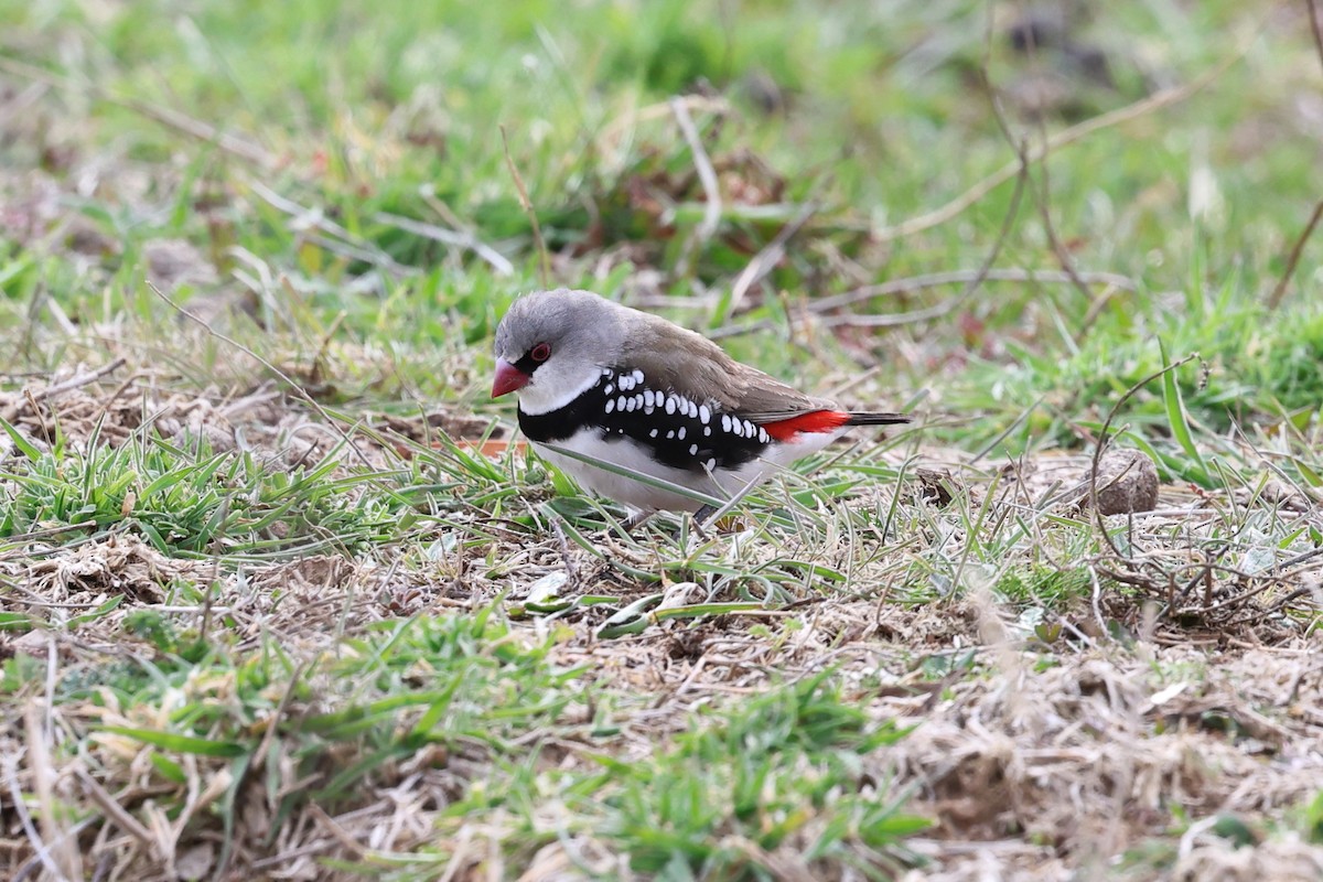 Diamond Firetail - ML642099298