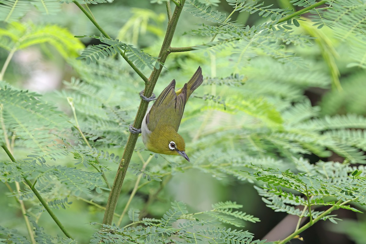 Warbling White-eye - ML642099300