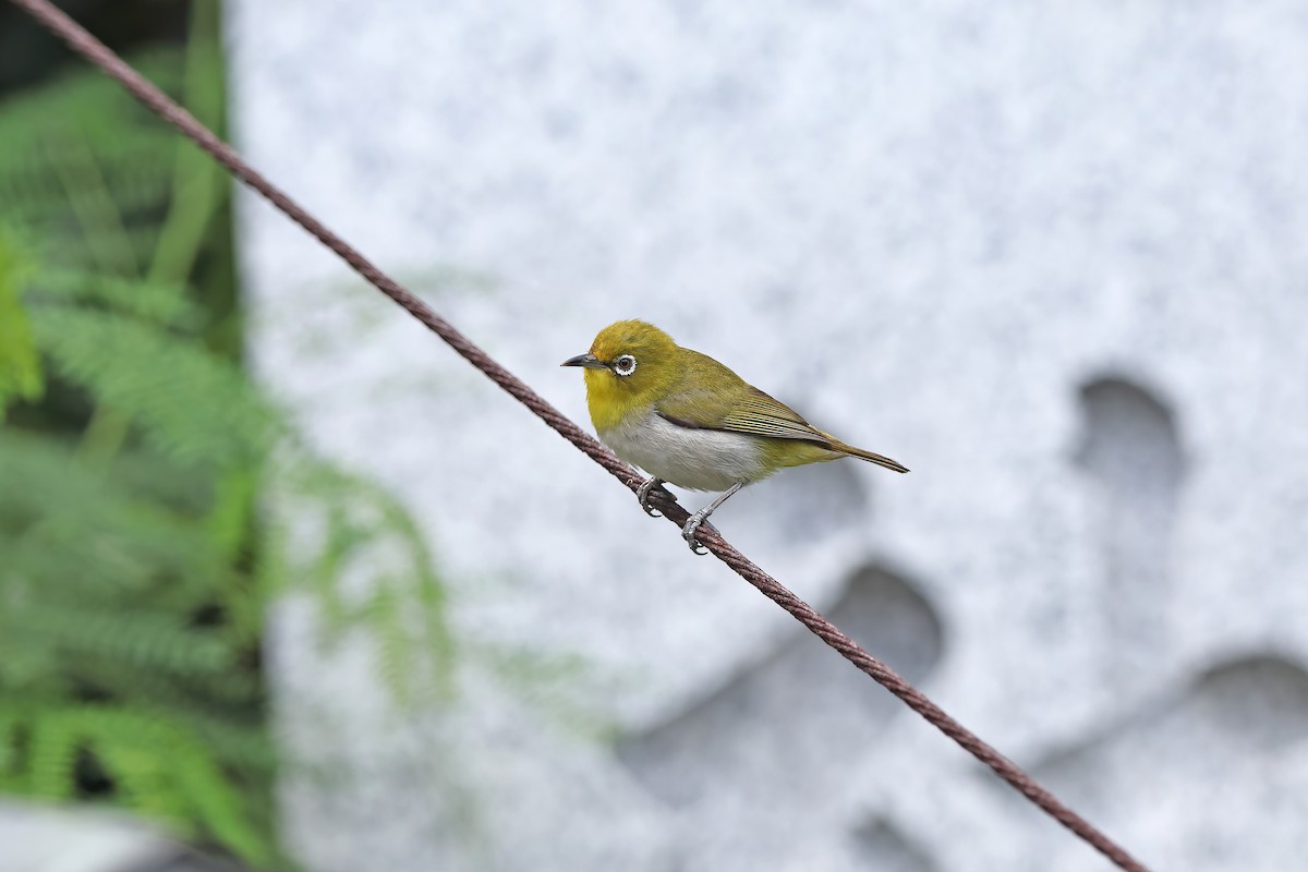 Warbling White-eye - ML642099301