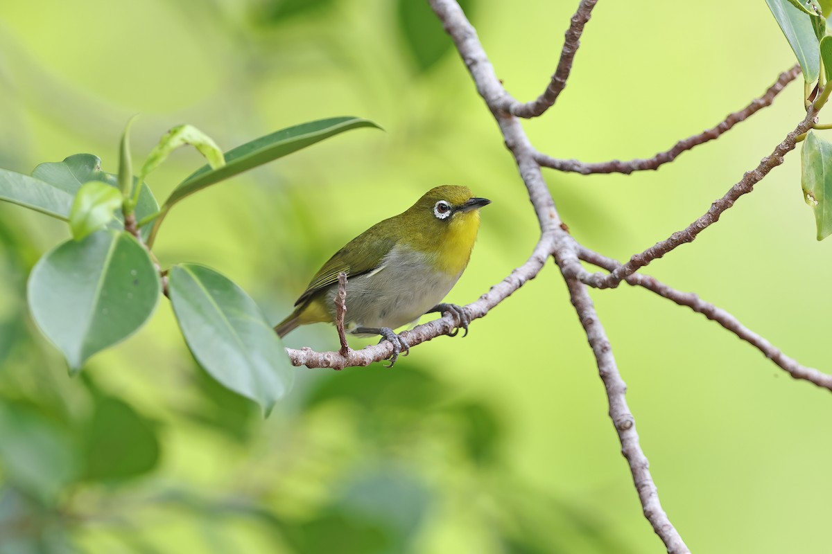Warbling White-eye - ML642099302