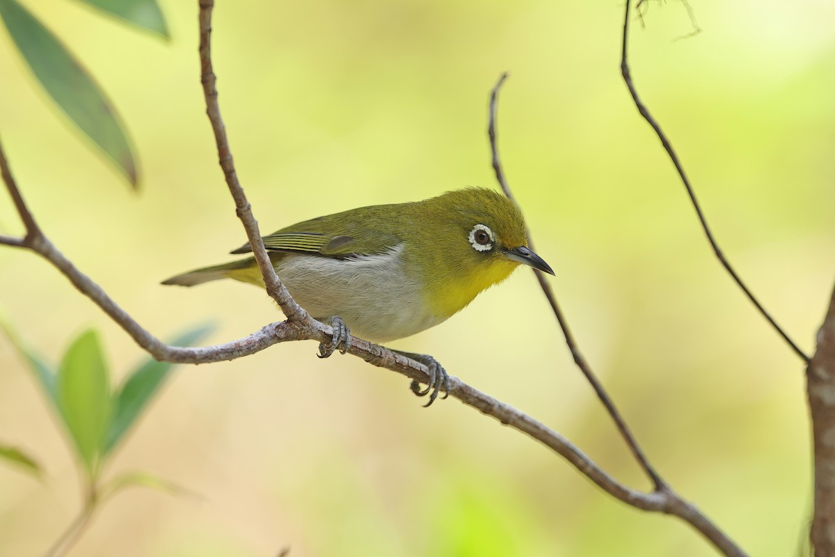 Warbling White-eye - ML642099303