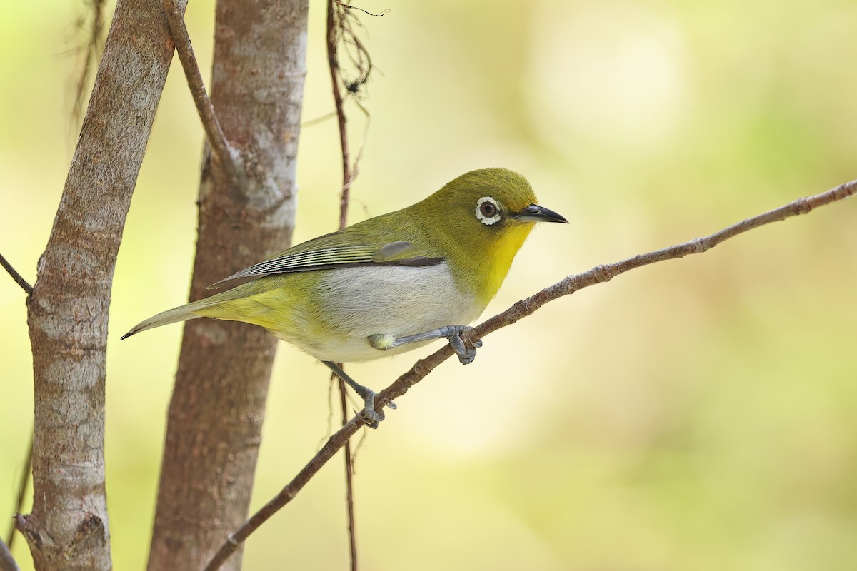 Warbling White-eye - ML642099304