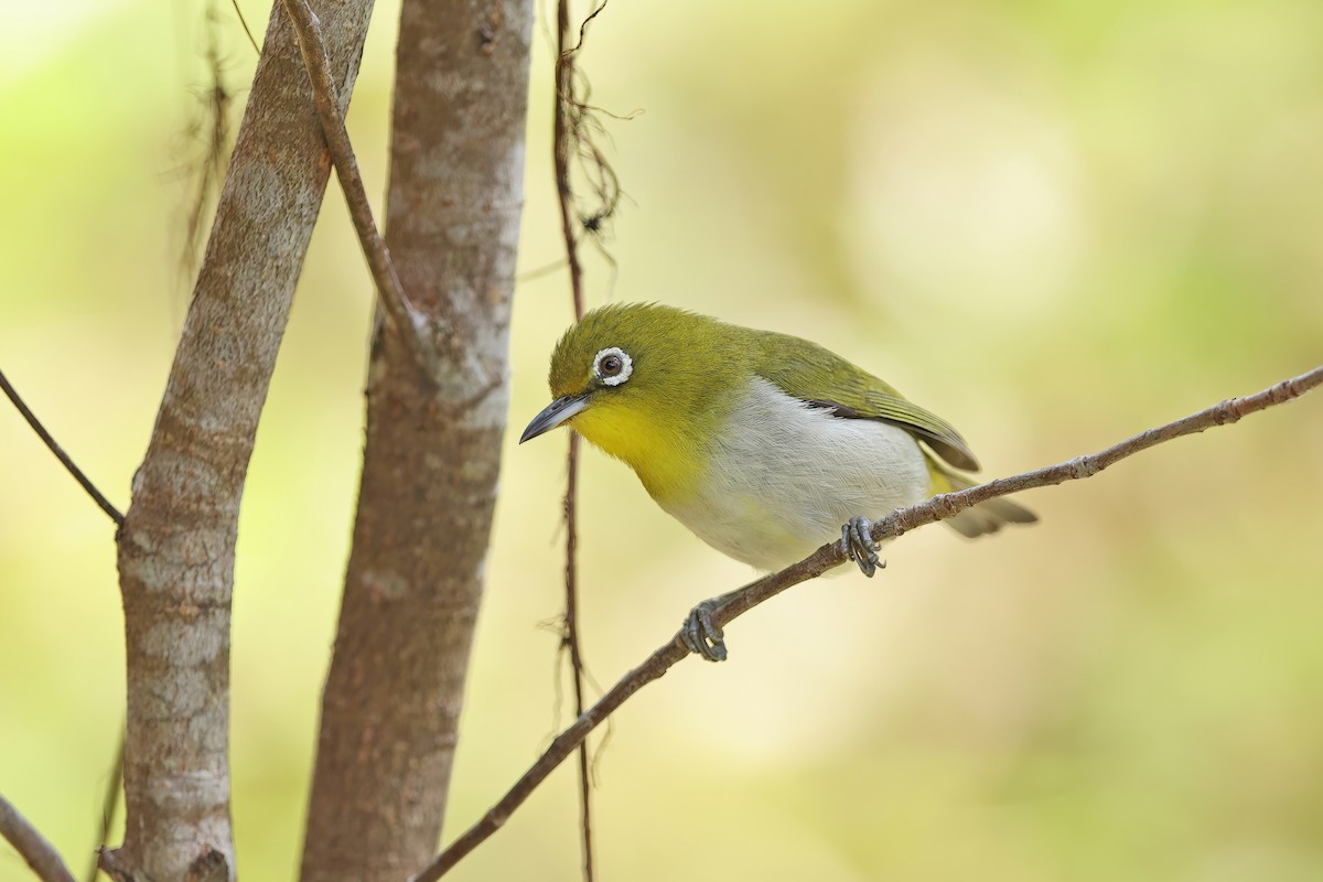 Warbling White-eye - ML642099305