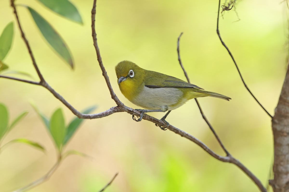 Warbling White-eye - ML642099306