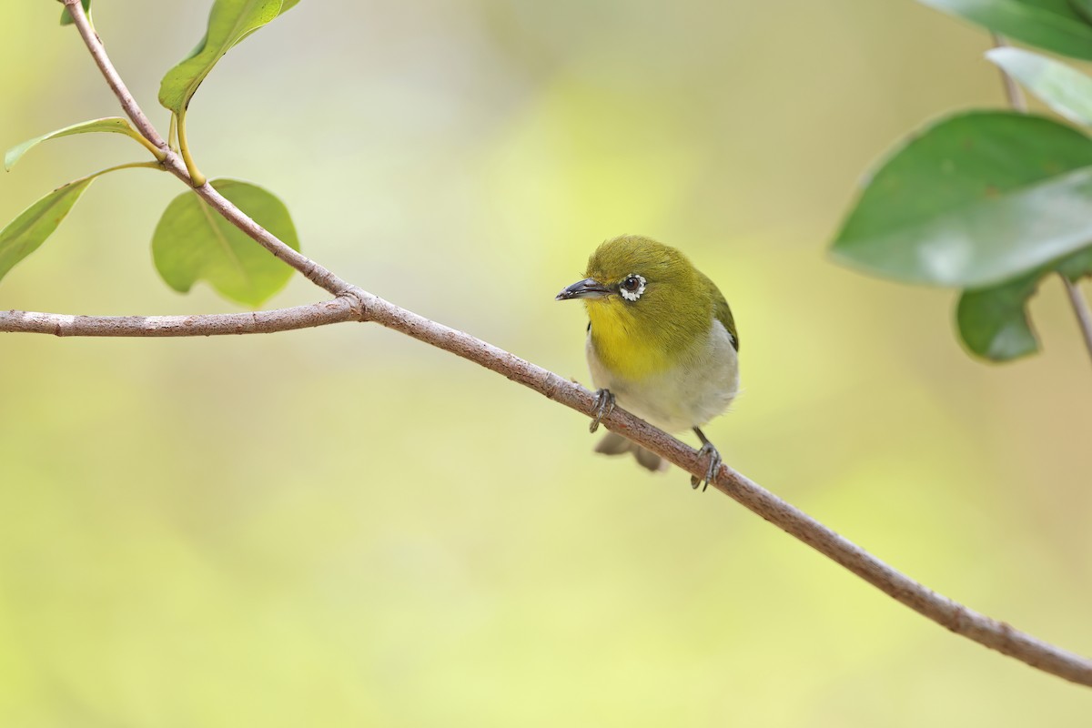Warbling White-eye - ML642099307