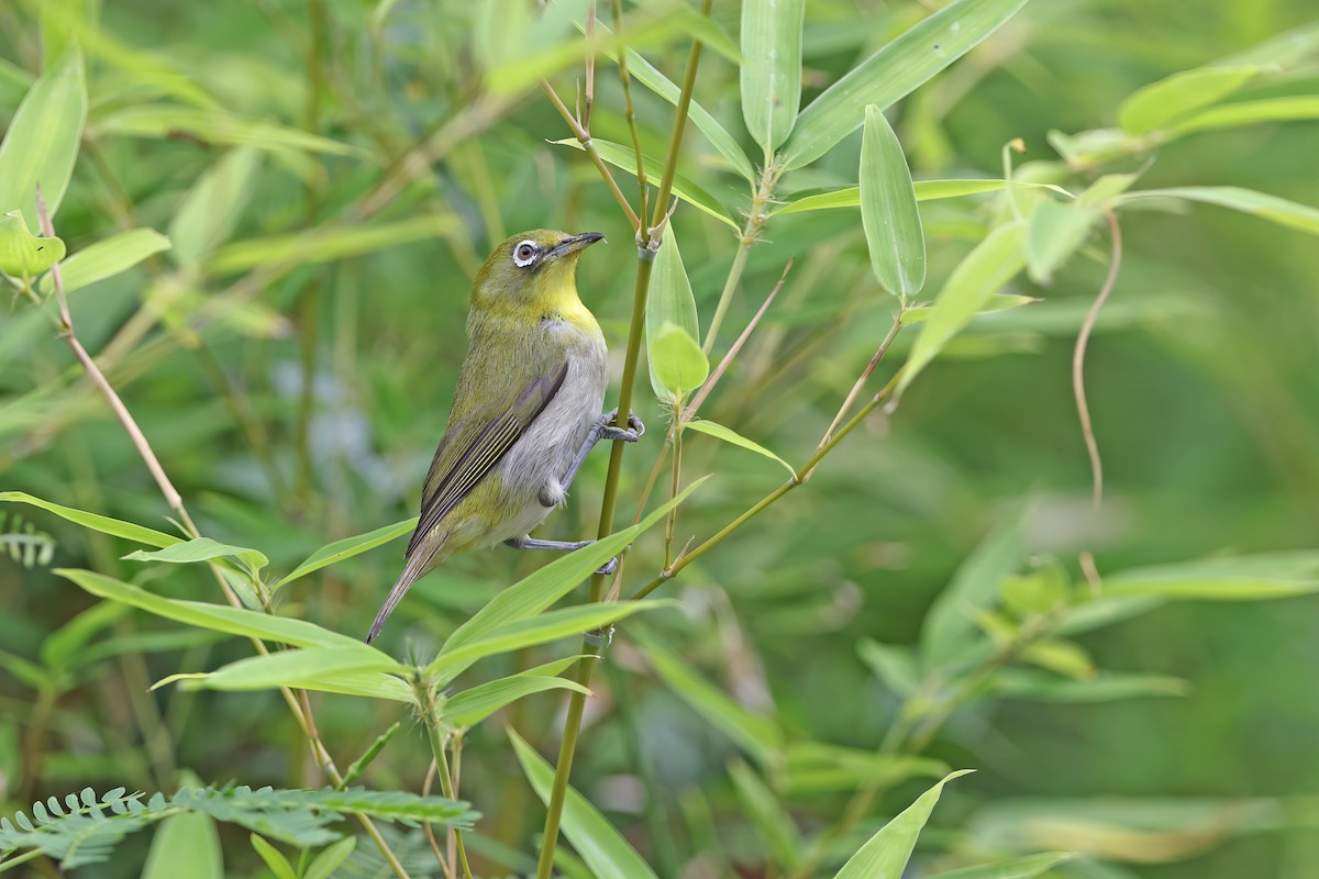 Warbling White-eye - ML642099313