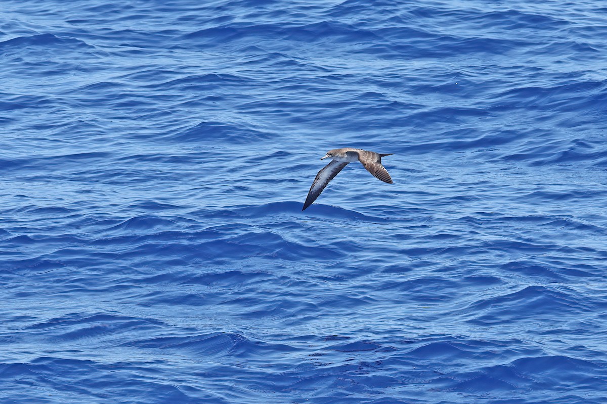 Wedge-tailed Shearwater - ML642099324