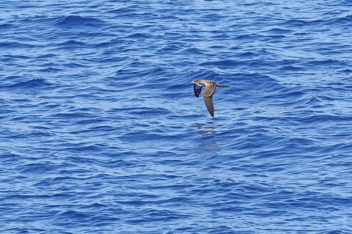 Wedge-tailed Shearwater - ML642099325