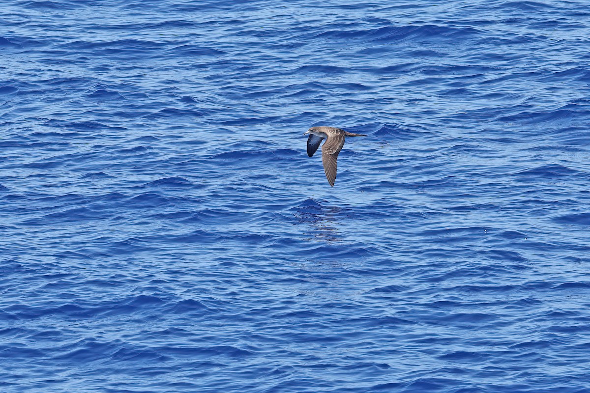 Wedge-tailed Shearwater - ML642099326