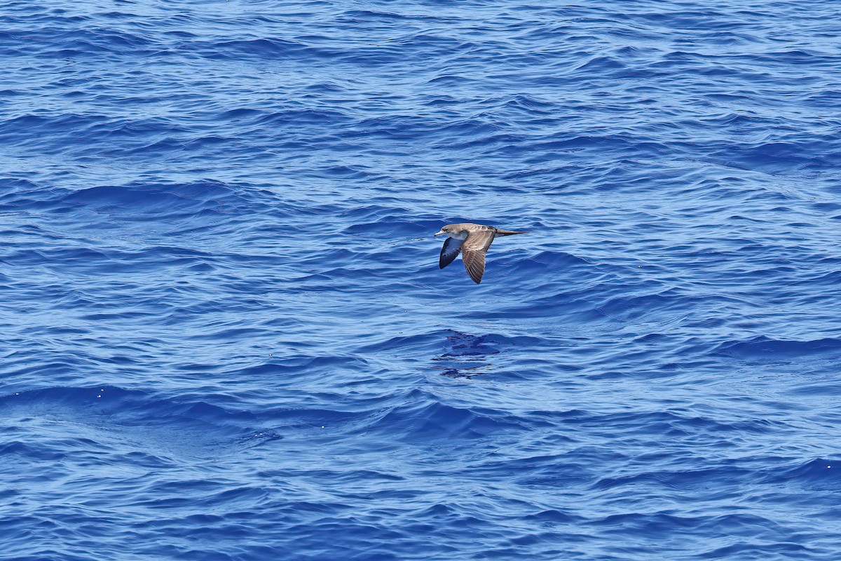 Wedge-tailed Shearwater - ML642099327
