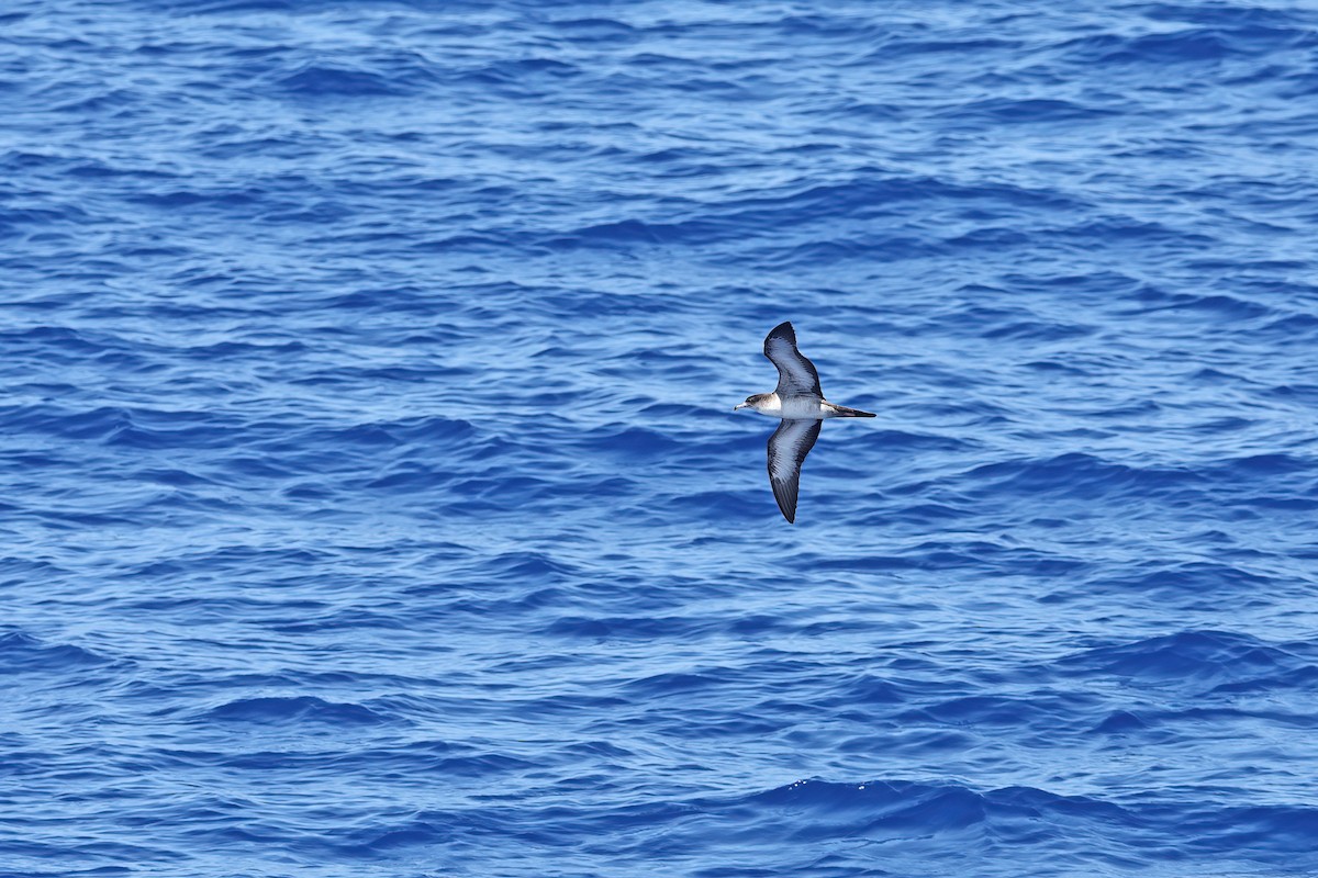 Wedge-tailed Shearwater - ML642099328