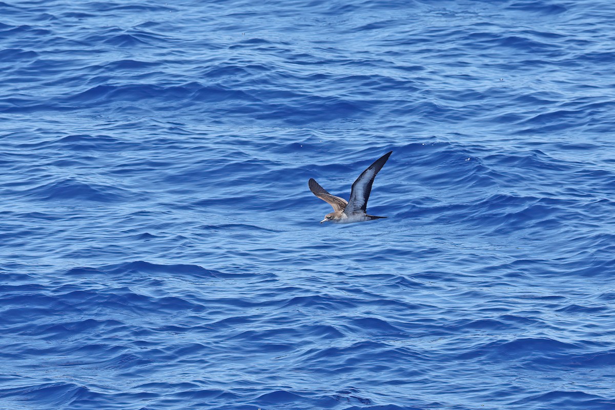 Wedge-tailed Shearwater - ML642099330