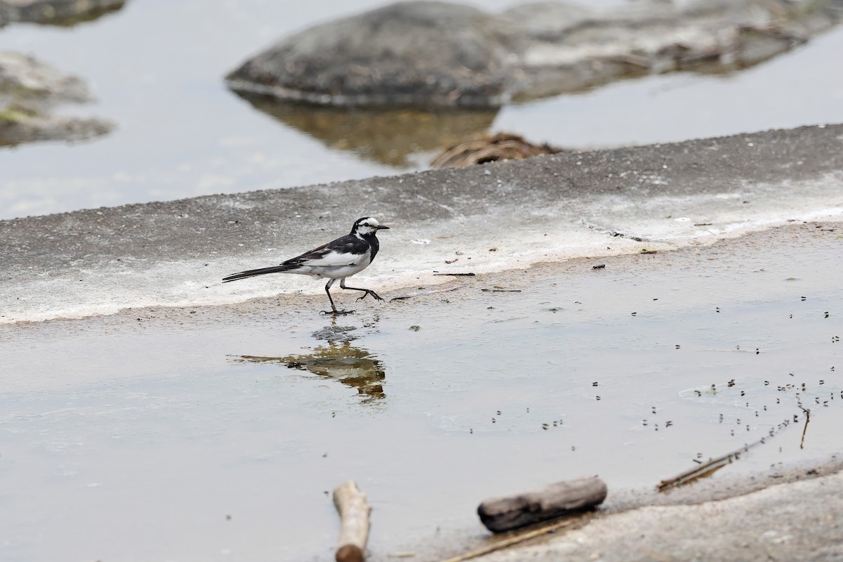 White Wagtail (Black-backed) - ML642099334