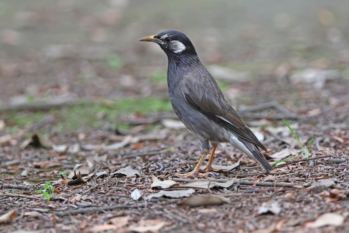White-cheeked Starling - ML642099341