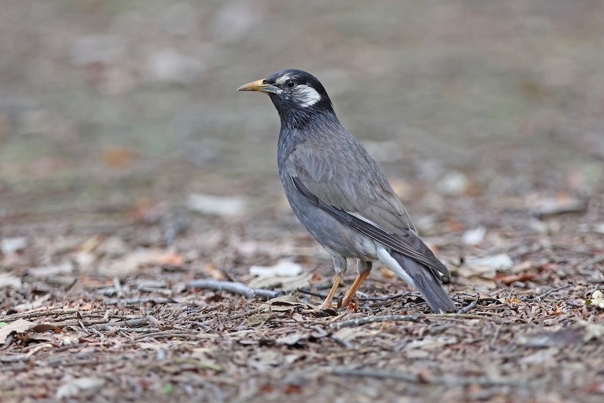 White-cheeked Starling - ML642099342