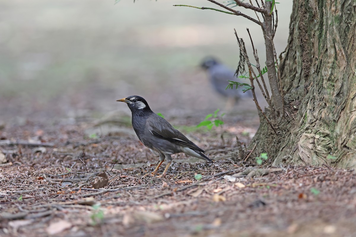 White-cheeked Starling - ML642099343