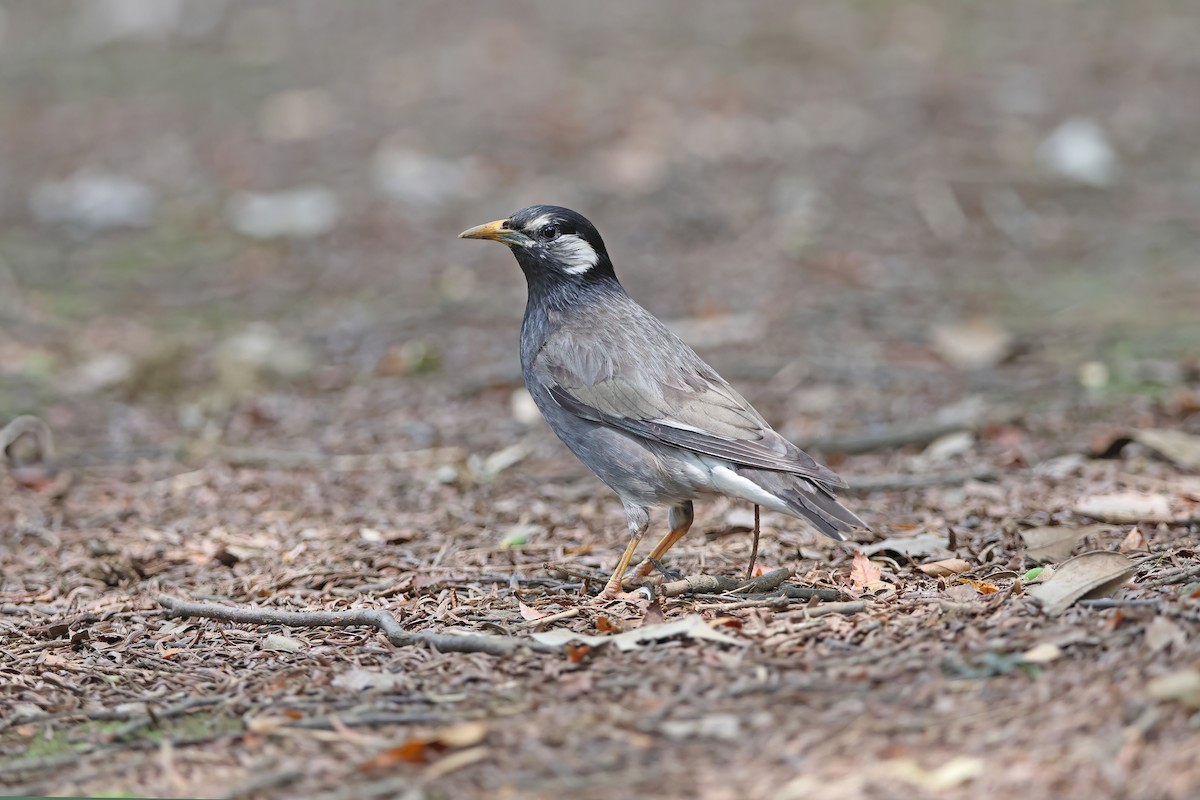 White-cheeked Starling - ML642099344