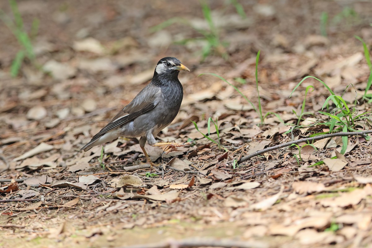 White-cheeked Starling - ML642099346