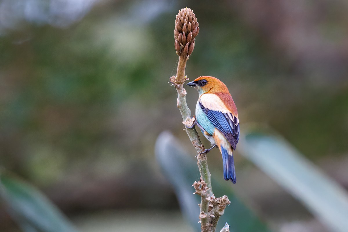 Chestnut-backed Tanager - ML642099351
