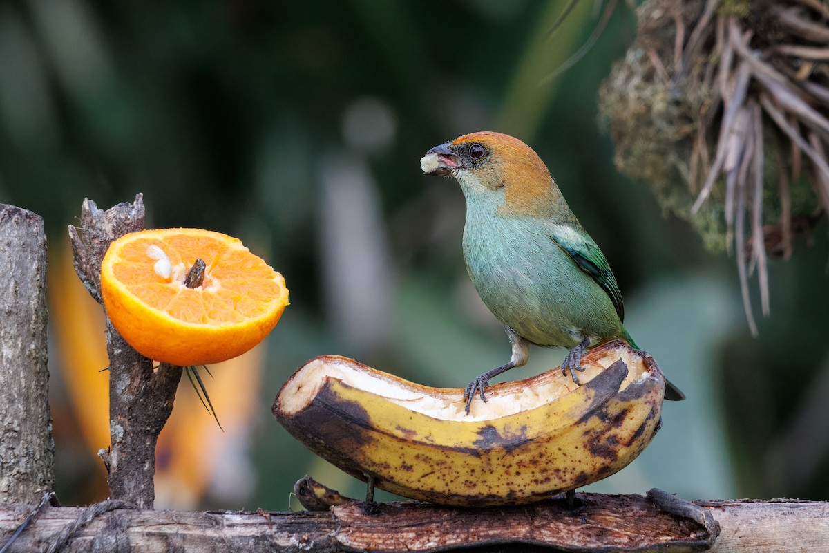 Chestnut-backed Tanager - ML642099352