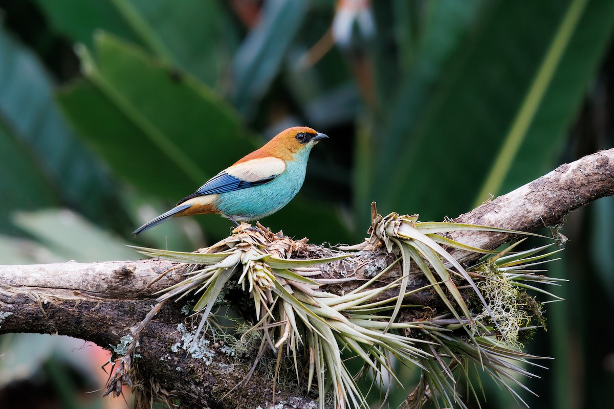 Chestnut-backed Tanager - ML642099353