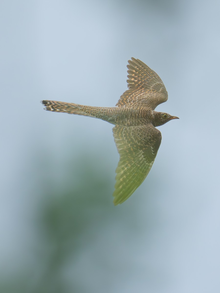 Common Cuckoo - ML642099355