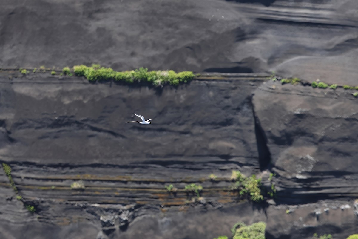 White-tailed Tropicbird (Pacific) - ML642099356