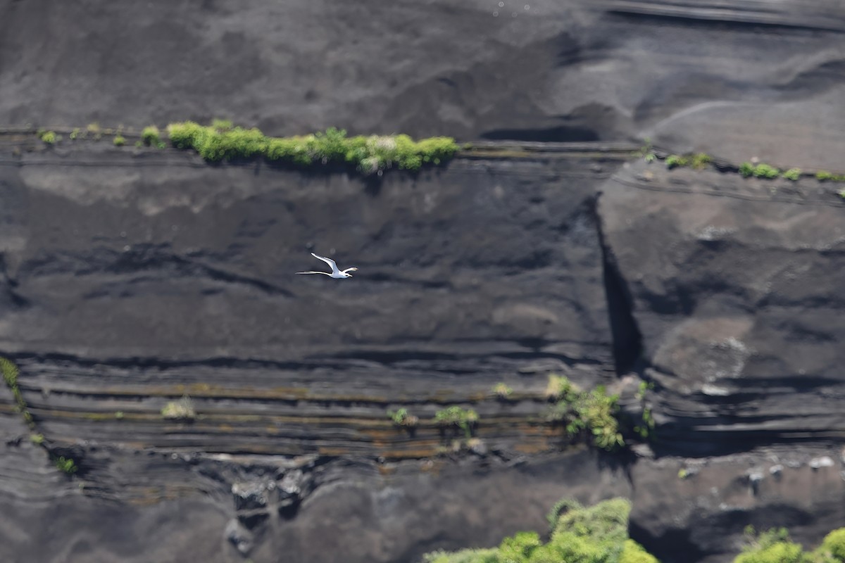 White-tailed Tropicbird (Pacific) - ML642099357