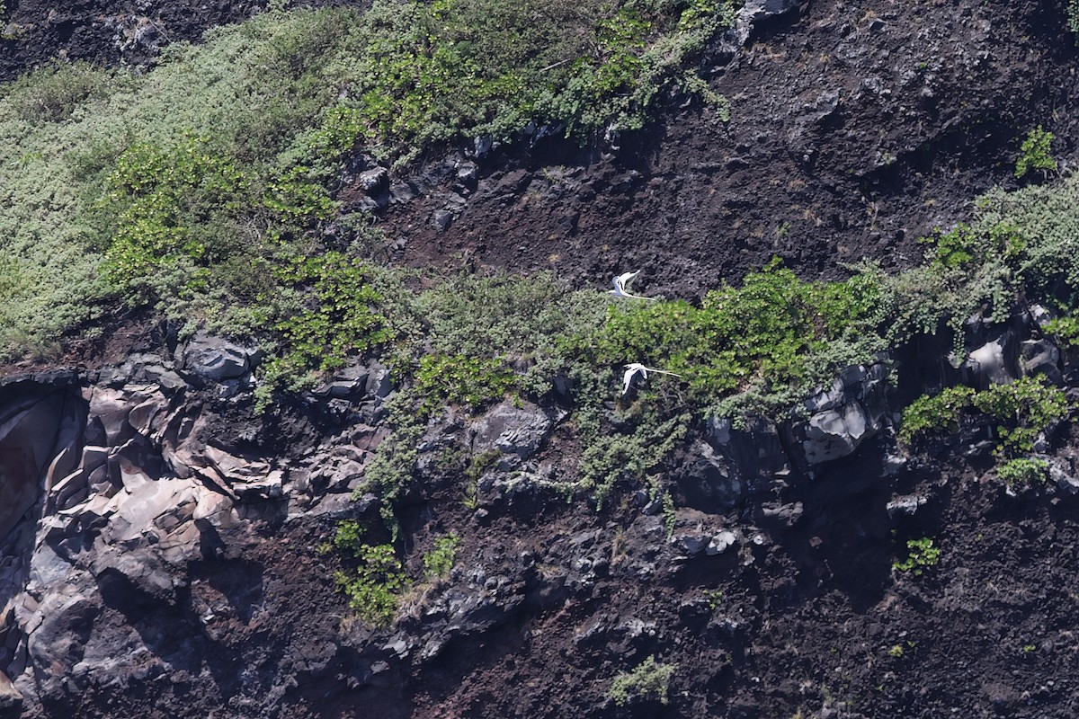White-tailed Tropicbird (Pacific) - ML642099358