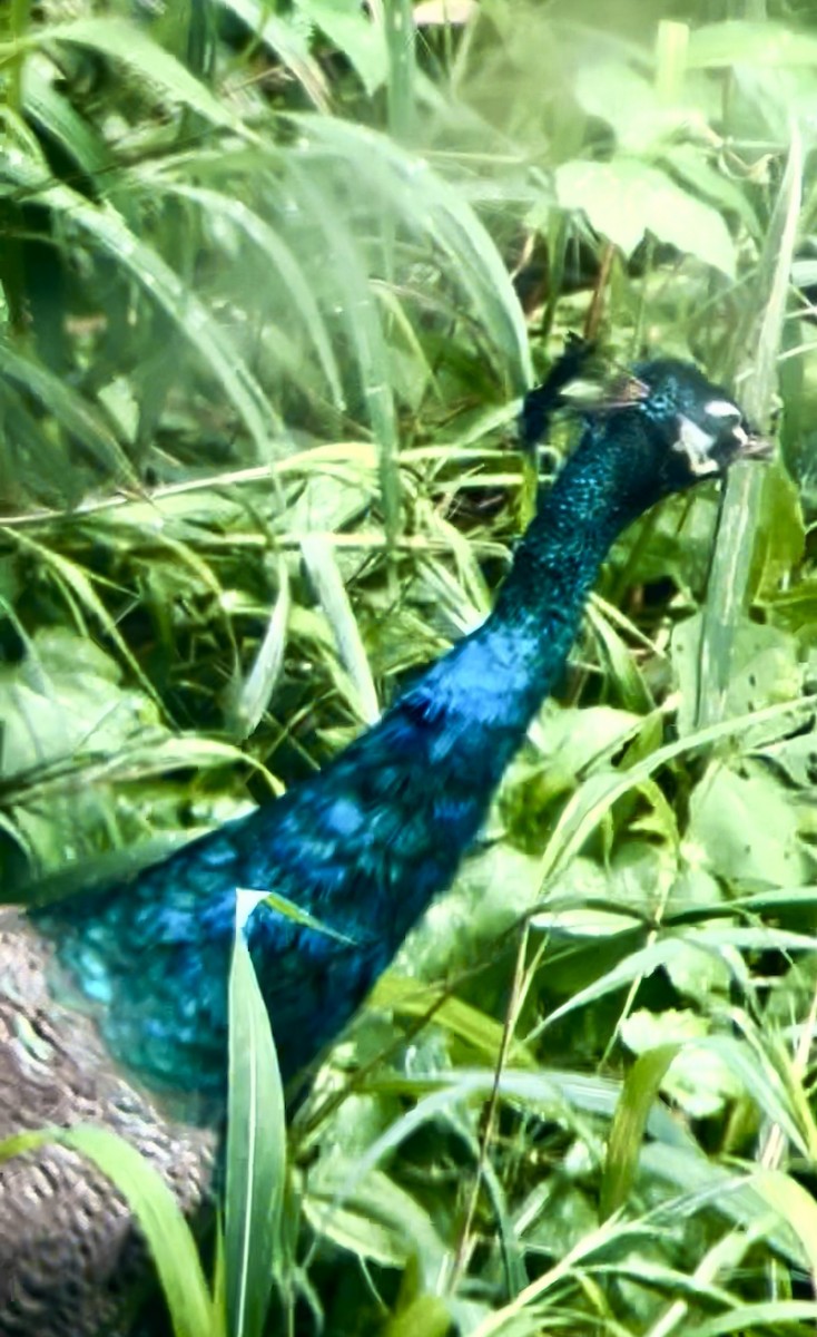 Indian Peafowl - ML642099359