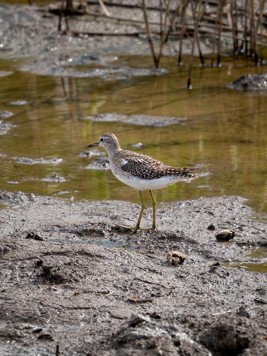 Wood Sandpiper - ML642099360