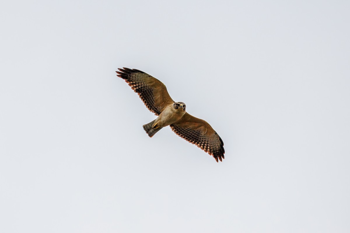 Short-tailed Hawk - ML642099361