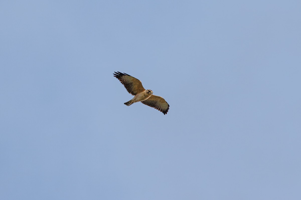 Short-tailed Hawk - ML642099362