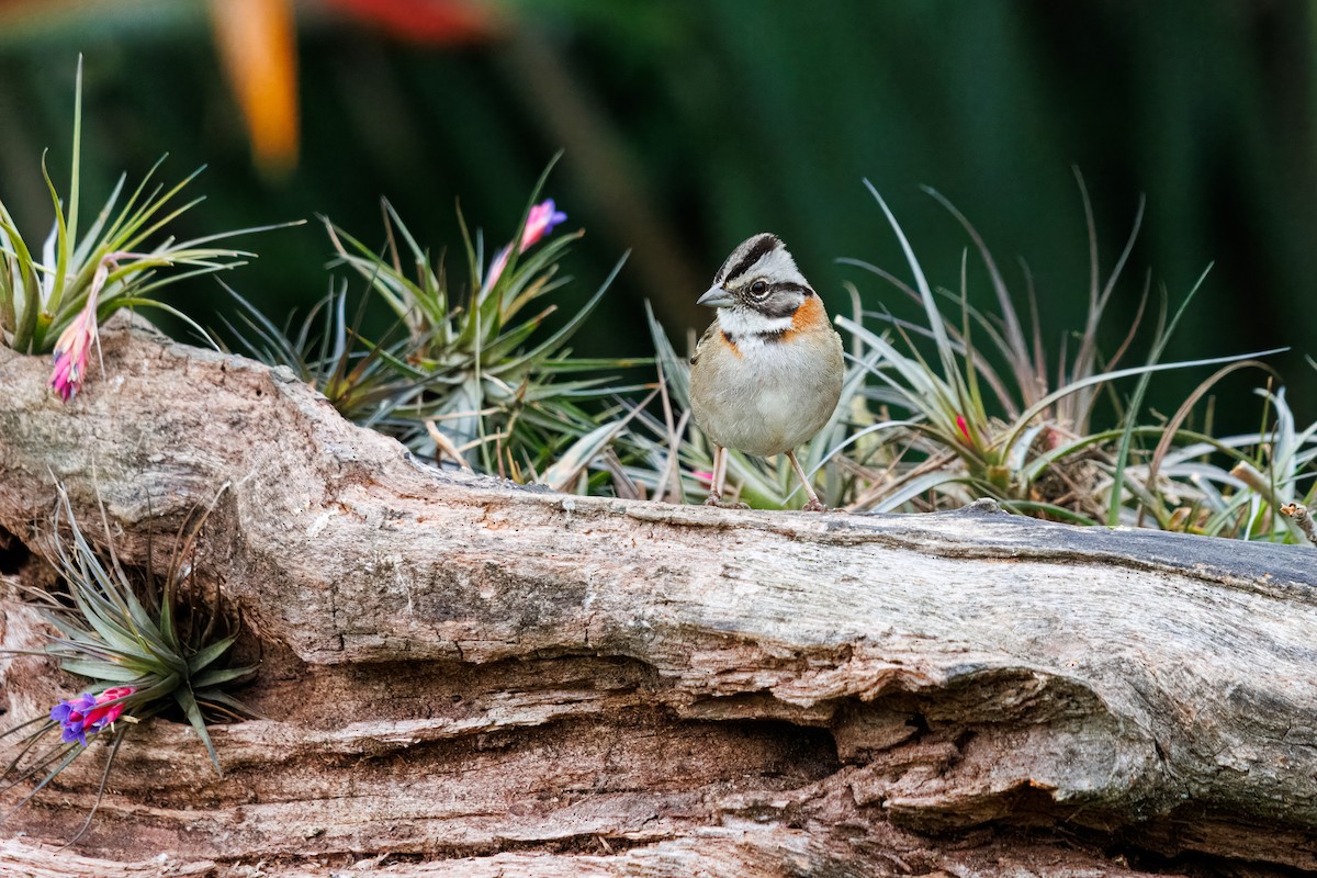 Rufous-collared Sparrow - ML642099363
