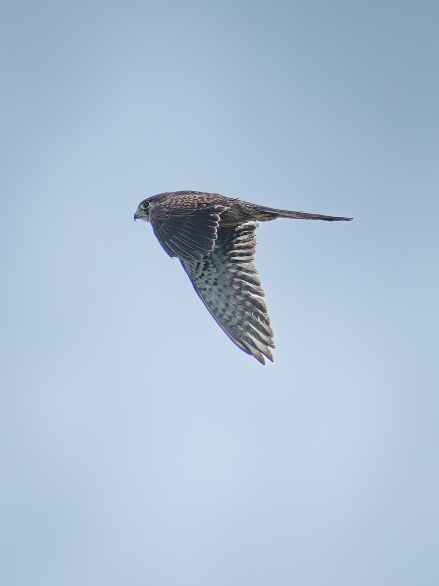 Eurasian Kestrel - ML642099364