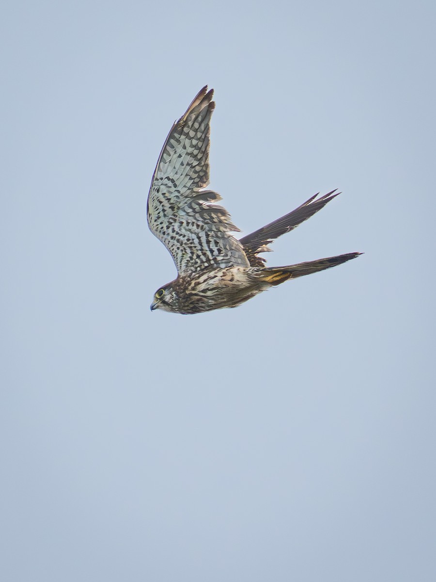 Eurasian Kestrel - ML642099365