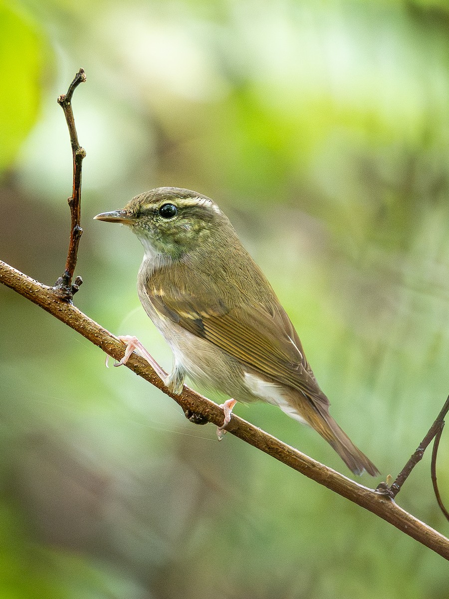 Pale-legged Leaf Warbler - ML642099366